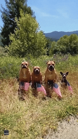 Video gif. Four dogs sit in a perfect line in a grassy field next to tiny American flags, mouths hanging open like they're having a good time. 