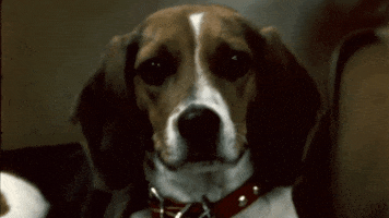 Hound Dog Beagle GIF by lbjlibrary