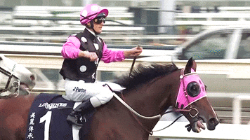 celebrate hands up GIF by World Horse Racing