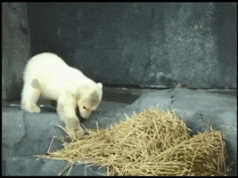 Baby Thank You GIF by Brookfield Zoo