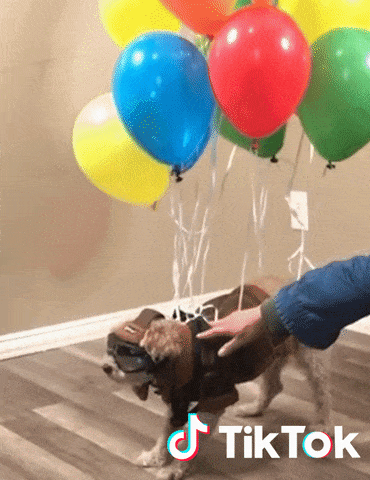 Chien Gifs Get The Best Gif On Giphy