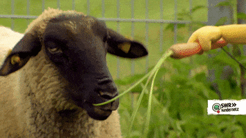 Sheep Eating GIF by SWR Kindernetz