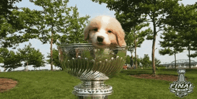 ice hockey dog GIF by NHL
