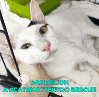 Animal Rescue Cat GIF by FOUR PAWS Australia