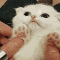Cat Kitten GIF by MOODMAN - Find & Share on GIPHY