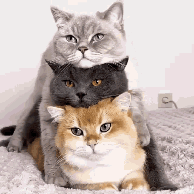 International Cat Day Cats GIF by MOODMAN - Find & Share on GIPHY