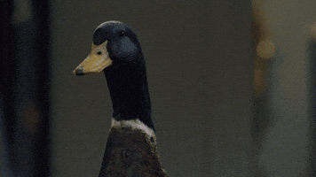Seagram's Gin GIF
