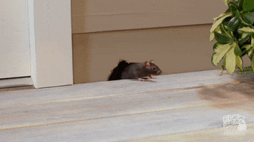 Satisfying Home Improvement GIF by getflexseal