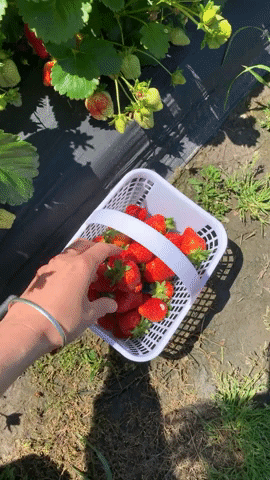 Visit Virginia Beach GIF