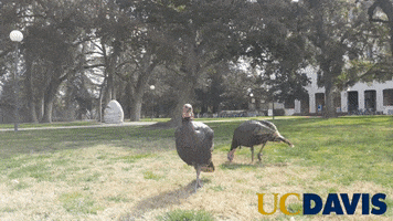 Wild Turkey Bird GIF by UC Davis