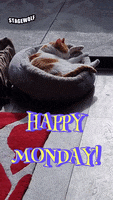 Tired Monday GIF by STAGEWOLF