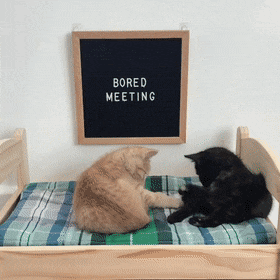 cats tapping GIF