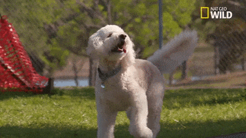 200.gif?cid=fc005b08936e90827bc62fdcc9c64915c6f89fdd0cdb085a&rid=200.gif&ct=g