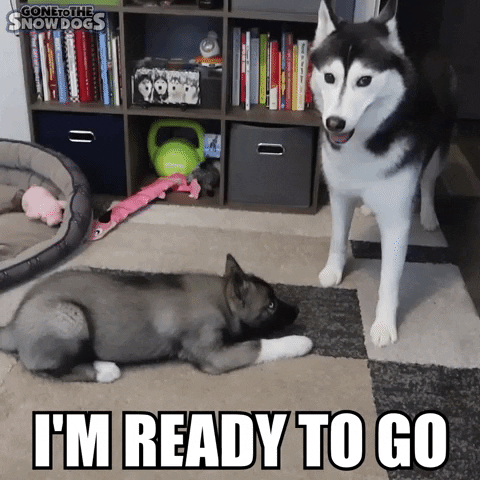 Ready To Fight Lets Go GIF by Gone to the Snow Dogs