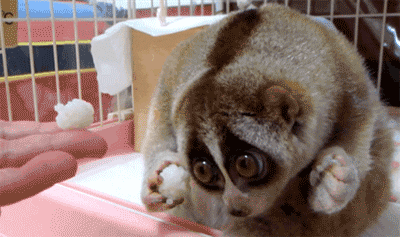 Sad Slow Loris GIF - Find & Share on GIPHY