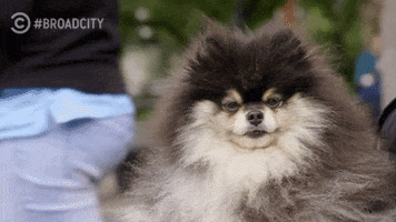 TV gif. On Broad City, a fluffy brown and white Pomeranian sits outside resting peacefully.