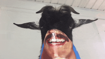 Funny Animals Goats GIF by Storyful