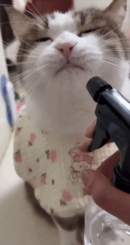 Thirsty Cat GIF