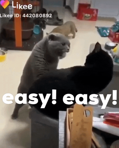 Cats Pets GIF by Likee US