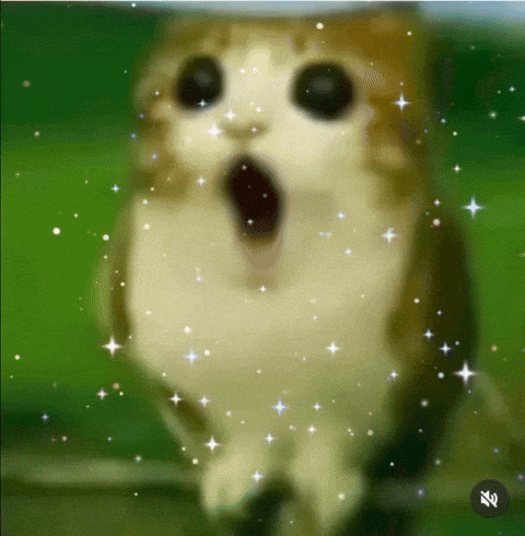 Cat Stars GIF