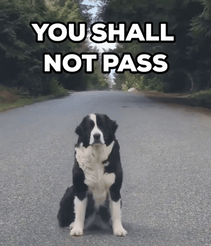Dog You Shall Not Pass GIF by Storyful