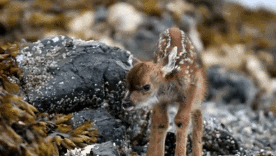  deer cute animals shaking head GIF