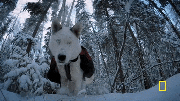 life below zero snow GIF by National Geographic Channel