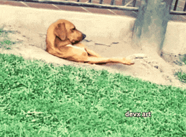 Dog Lying GIF by DevX Art