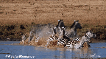 Africa Zebras GIF by Hallmark Channel