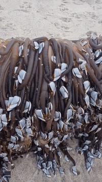 Log Covered in Rare Barnacles Fascinates and Disgusts New Zealand Beachgoers