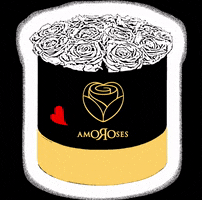 Amoroses white rose rosa stabilized GIF