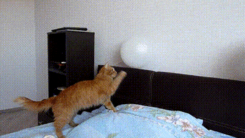 scared cat GIF
