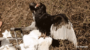 Birds GIF