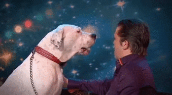 Dog Whitney GIF - Find & Share on GIPHY