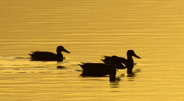 Northern Shoveler Swimming GIF by U.S. Fish and Wildlife Service
