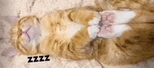 Zzzz GIF