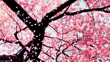 Cherry Blossom Tree GIF