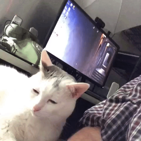 oldmansteve oldmansteve oldpeoplebelike catsofvine GIF