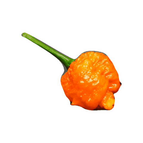 Pepper Merchant Sticker