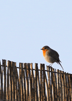 european robin bird GIF by Head Like an Orange