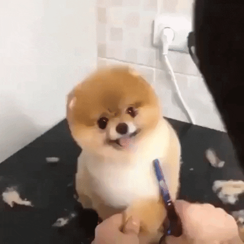 awesome dog GIF by JustViral.Net
