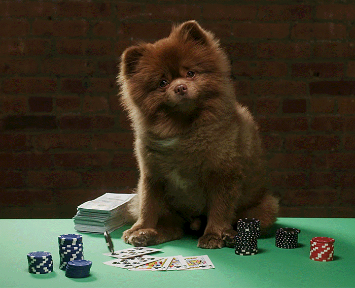 the gambler pomeranian GIF by Bertie The Pom