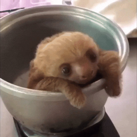 baby sloth meme goonies