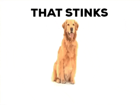 Smells Bad Golden Retriever GIF - Find & Share on GIPHY