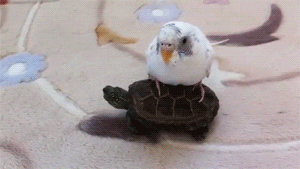 bird turtle GIF
