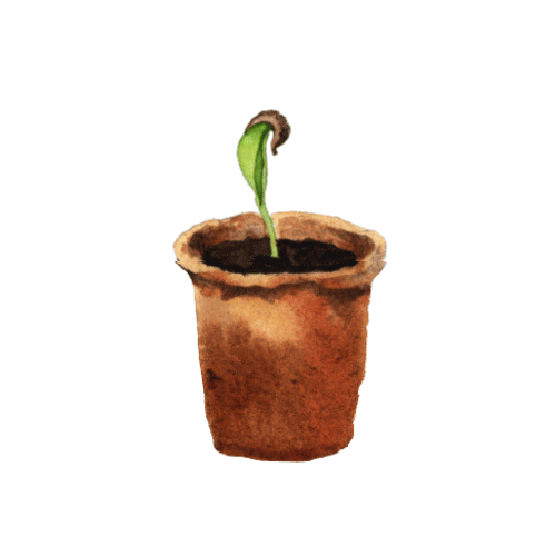 Trees for the Future Sticker