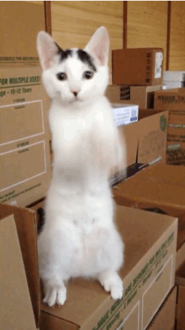 cat dancing GIF
