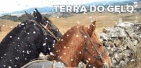 Horse Serra GIF by Greenplace TV