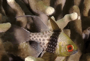 Ocean Fish GIF