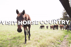 visithorsecountry horse lexington horse country GIF